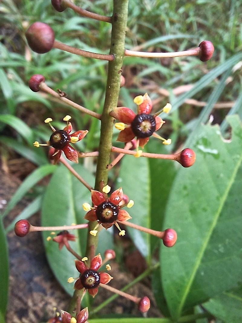 Aceitillo