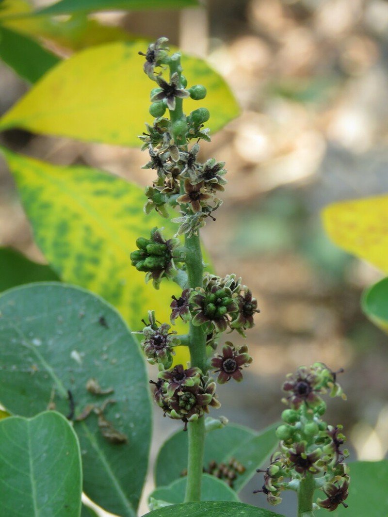 Aceitillo photo 2
