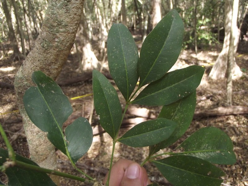 Aceitillo photo 3