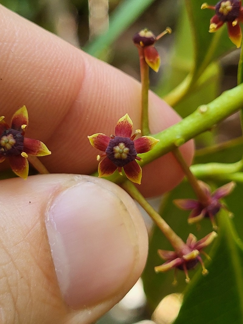 Aceitillo photo 4
