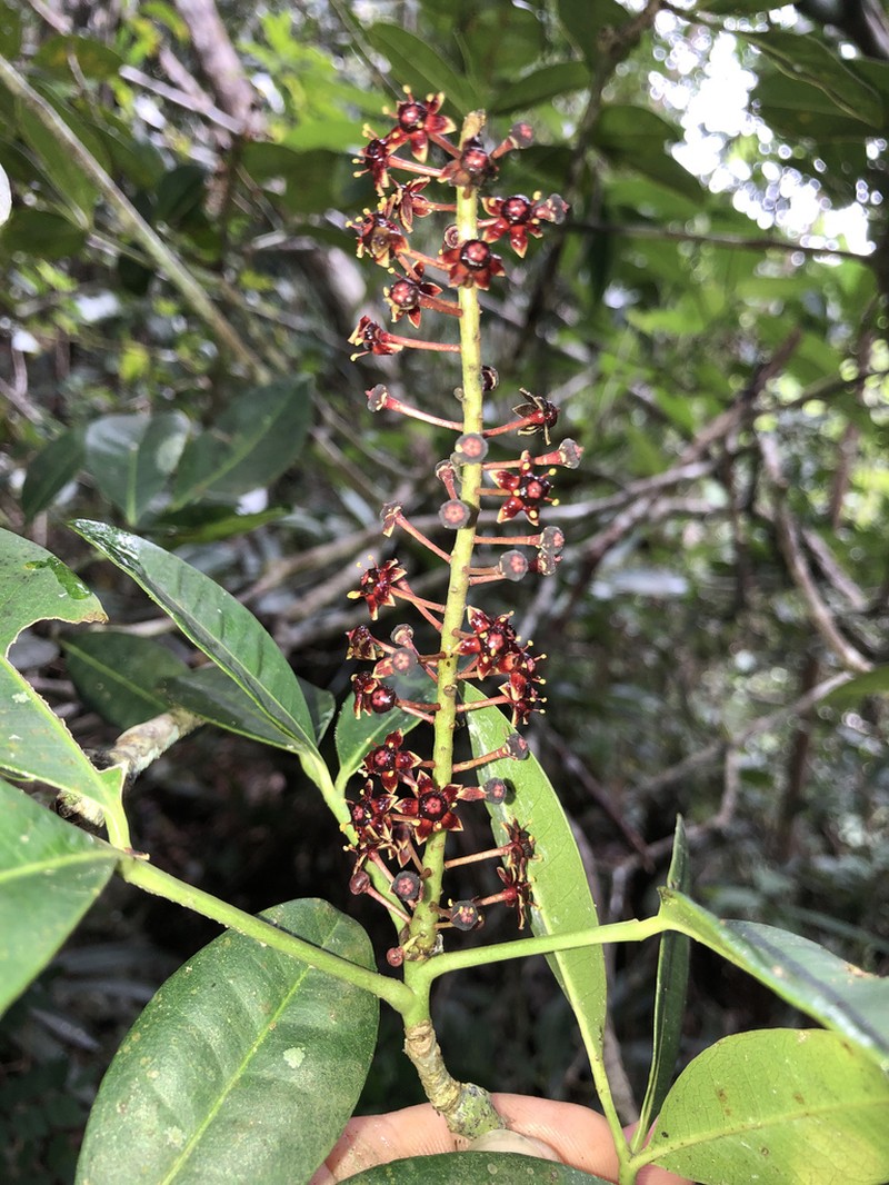 Aceitillo photo 5
