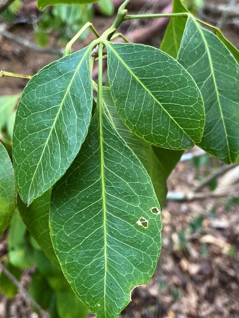 Aceitillo photo 6
