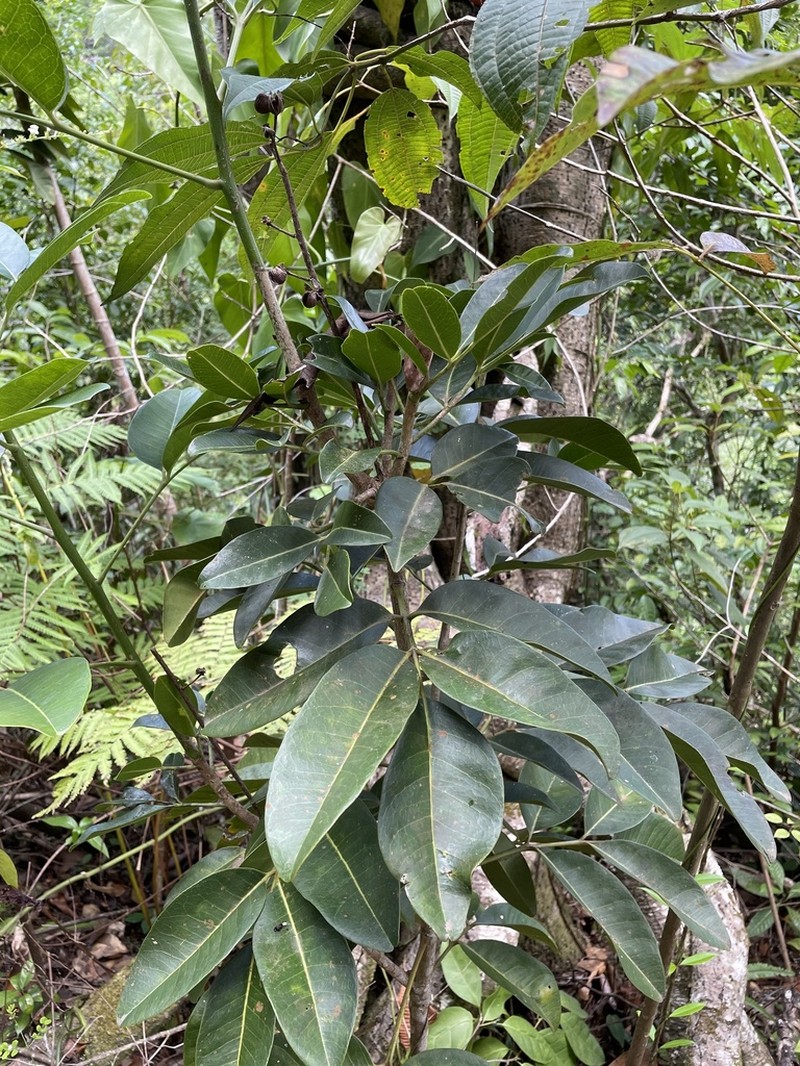 Aceitillo photo 7