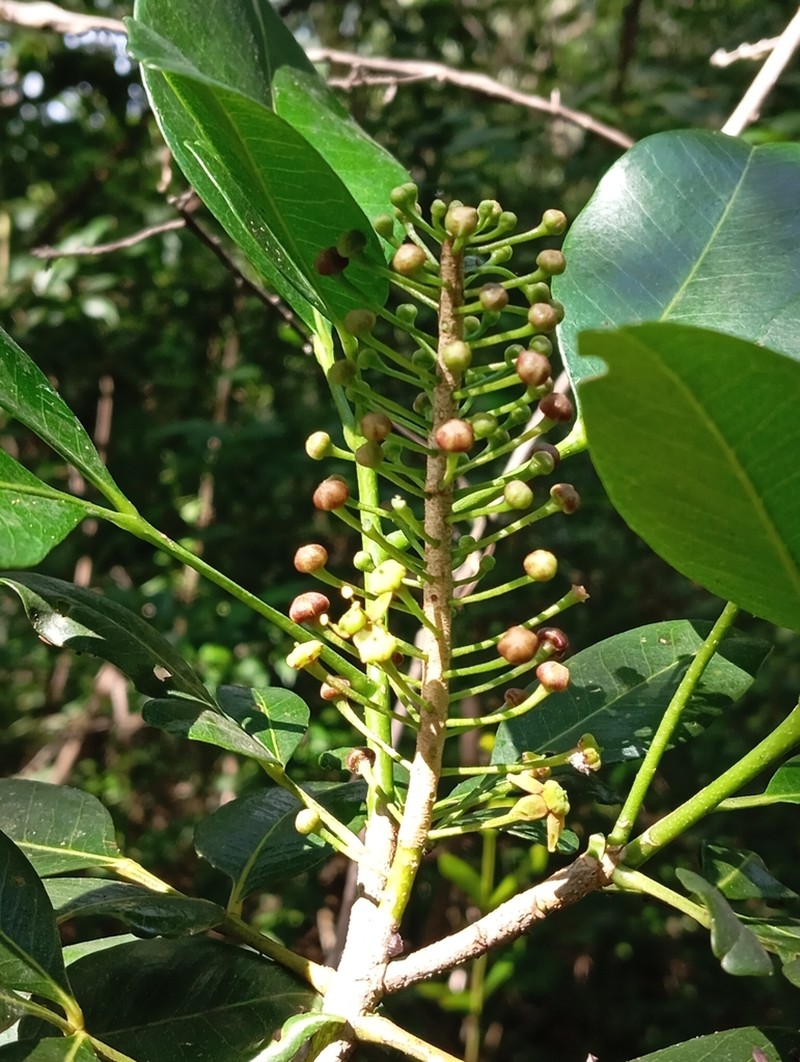 Aceitillo photo 8
