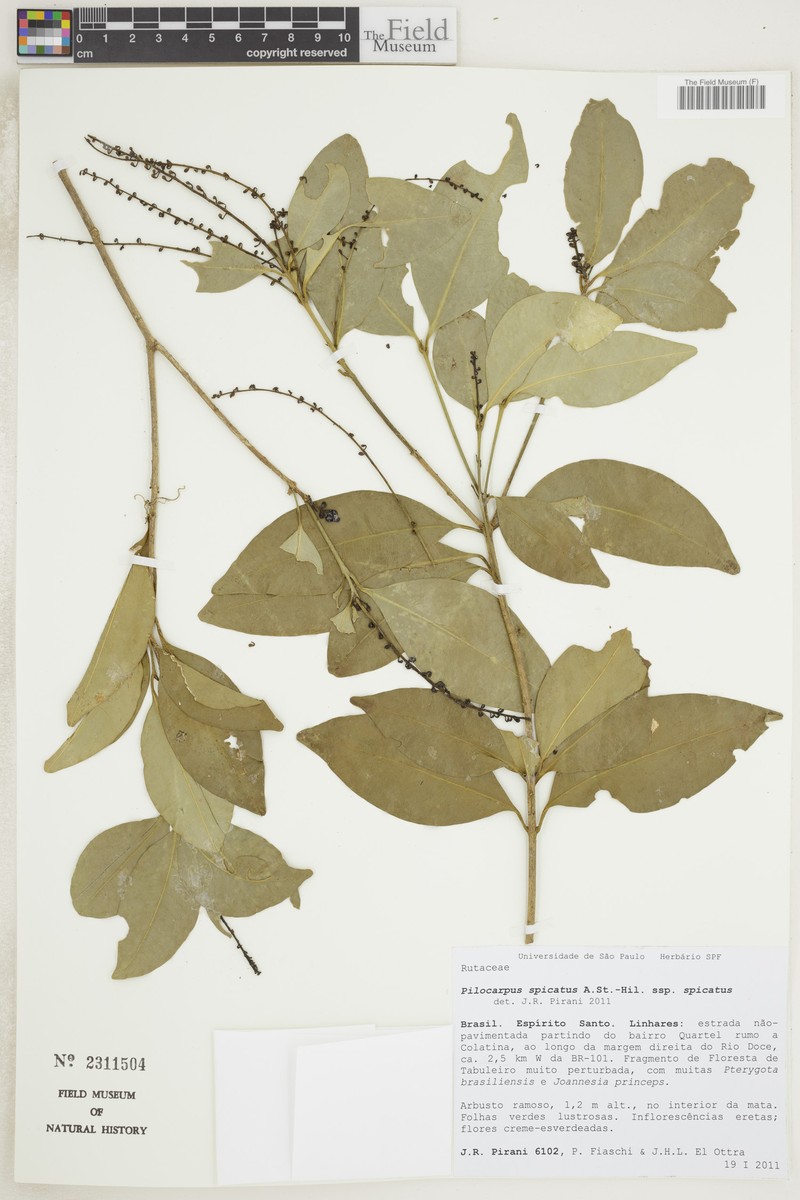 Pilocarpus spicatus subsp. spicatus