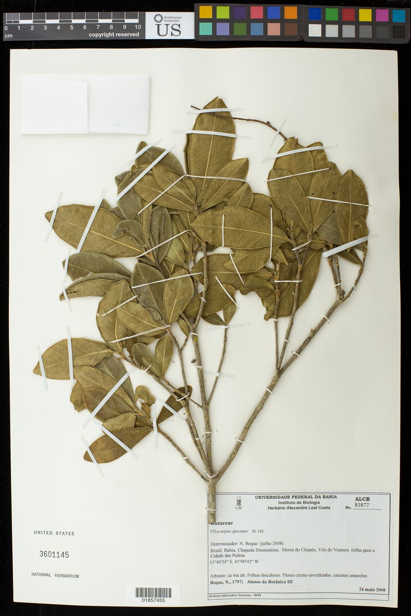 Pilocarpus spicatus subsp. spicatus photo 2