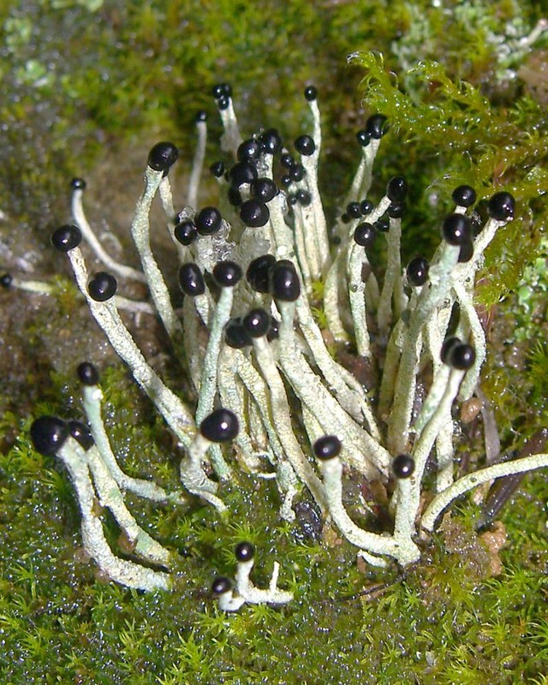 Nail Lichen photo 5