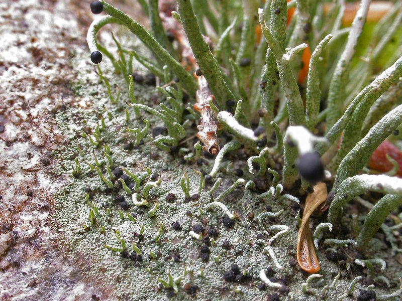 Nail Lichen photo 6