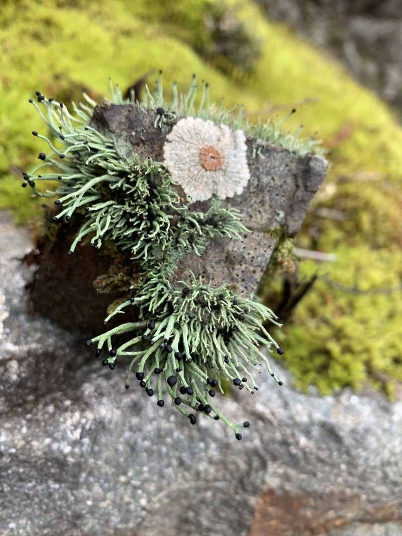 Nail Lichen photo 4