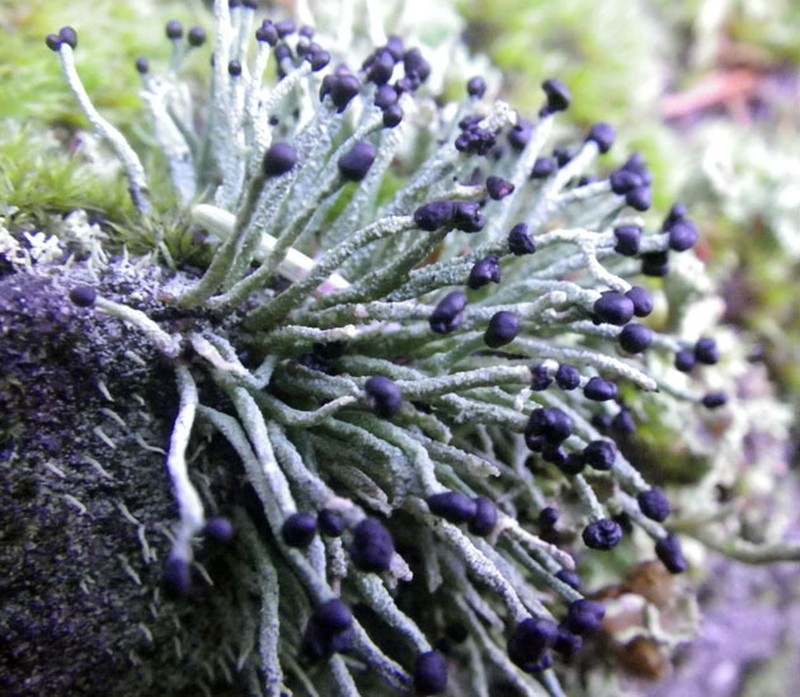 Nail Lichen photo 5