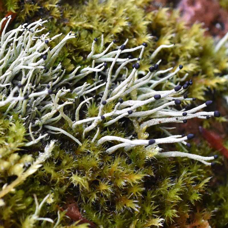 Nail Lichen photo 6