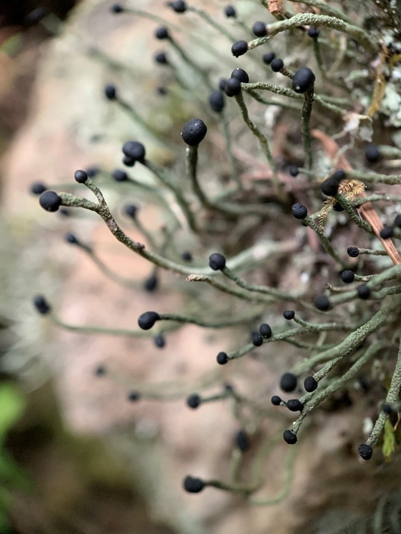 Nail Lichen photo 7