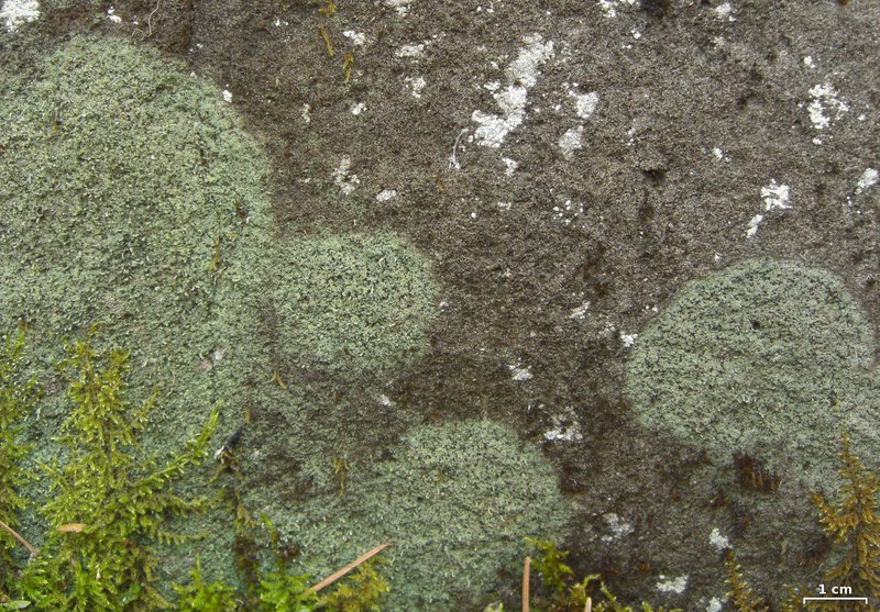 Nail Lichen