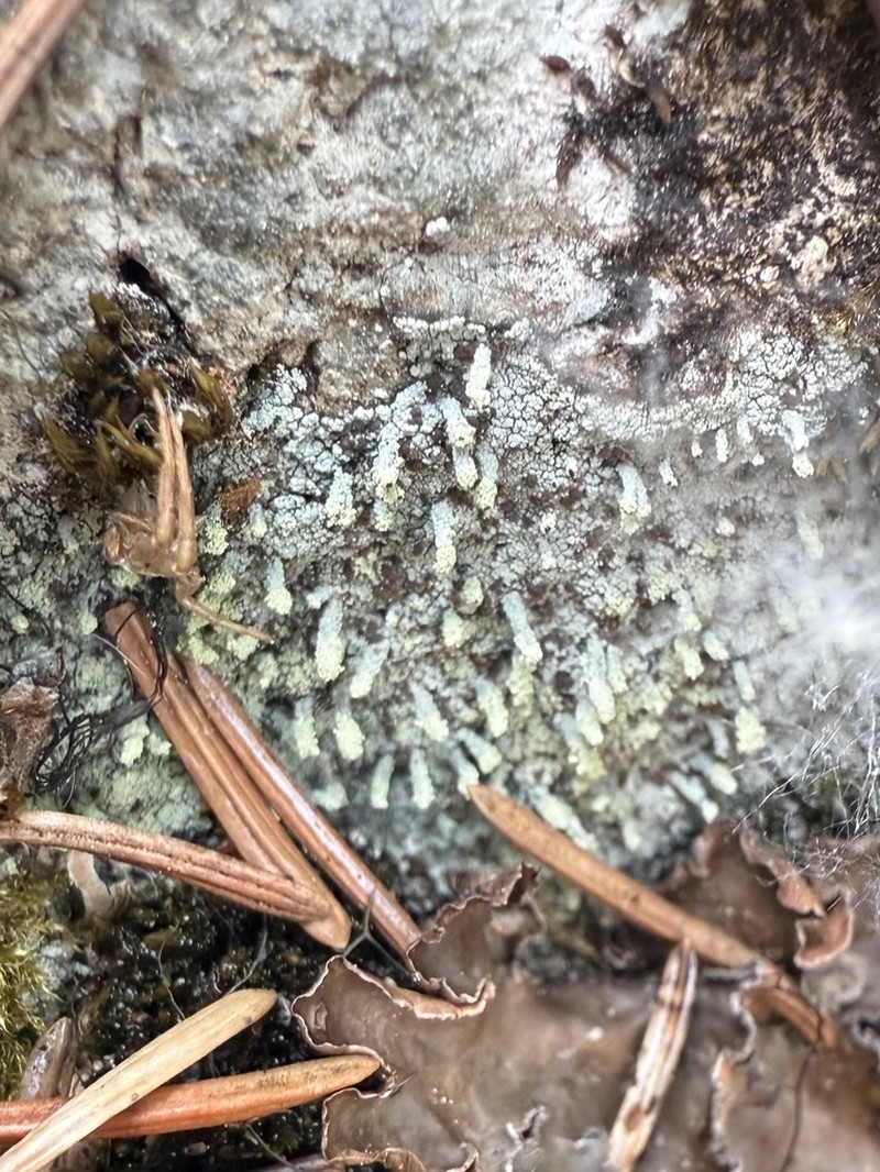Nail Lichen