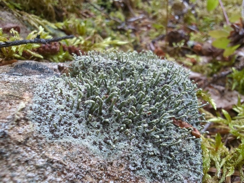 Nail Lichen photo 2