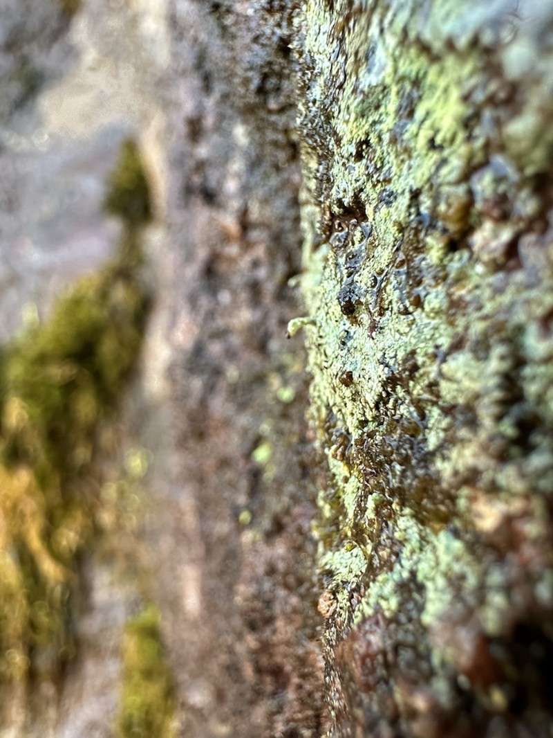 Nail Lichen photo 3