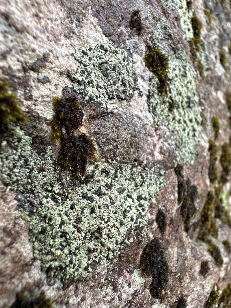 Nail Lichen photo 4
