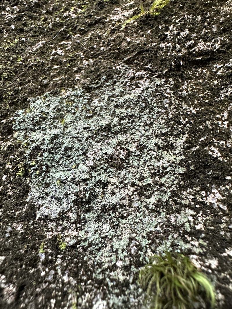 Nail Lichen photo 5