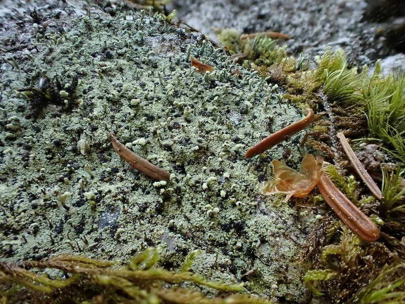 Nail Lichen photo 6