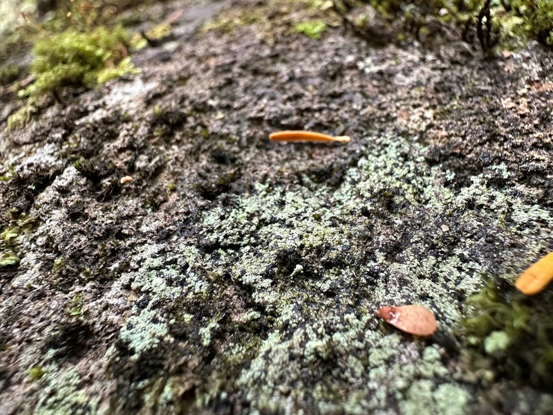 Nail Lichen photo 7