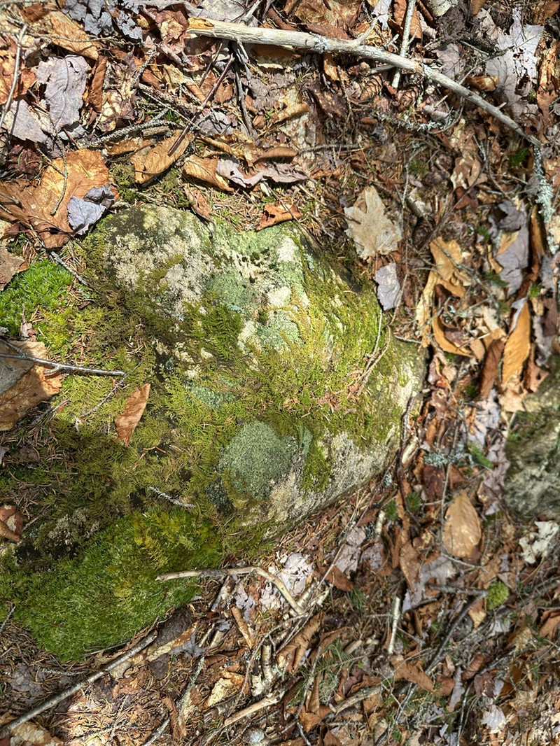 Nail Lichen photo 8