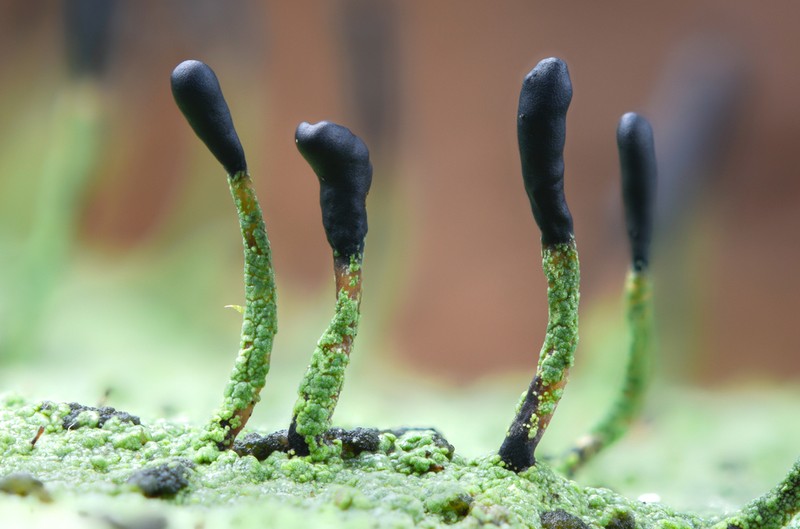 Nail Lichen