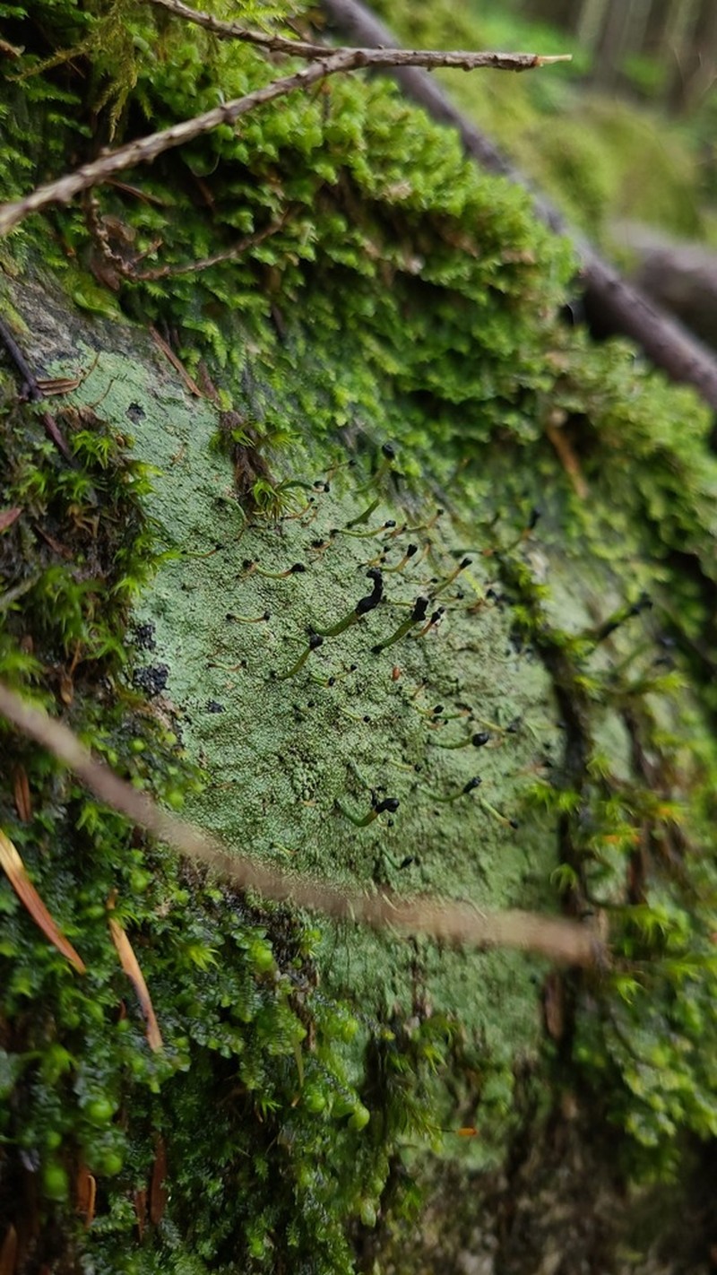 Nail Lichen photo 2