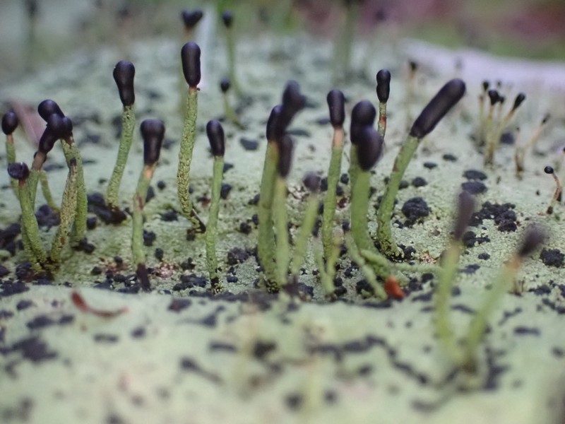 Nail Lichen photo 3