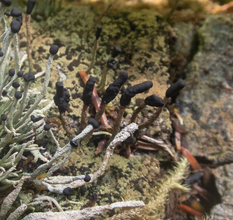 Nail Lichen photo 4