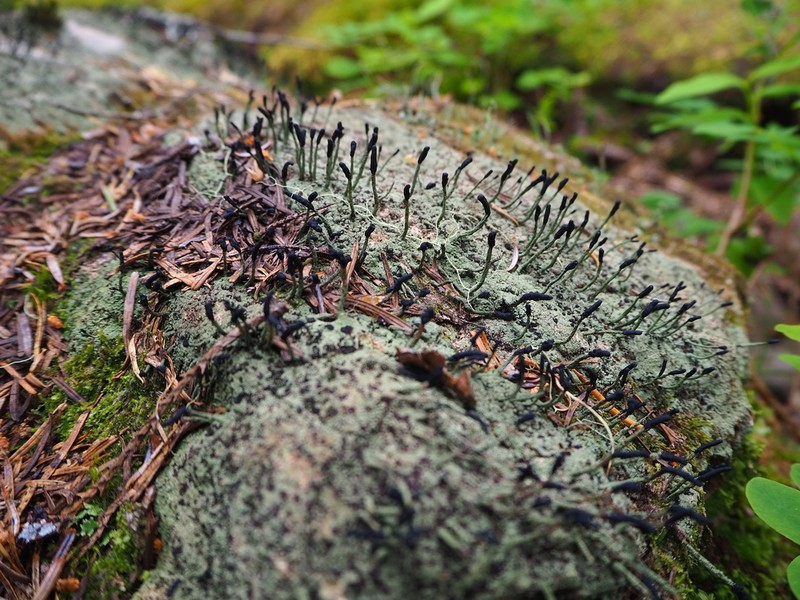 Nail Lichen photo 5