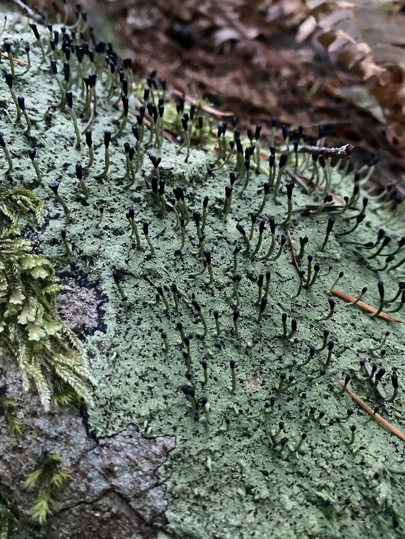 Nail Lichen photo 6
