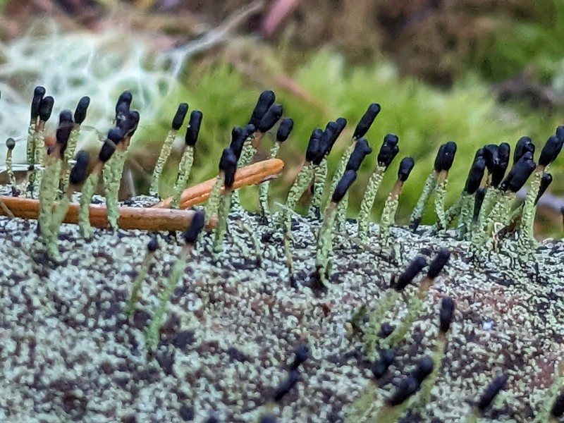Nail Lichen photo 7