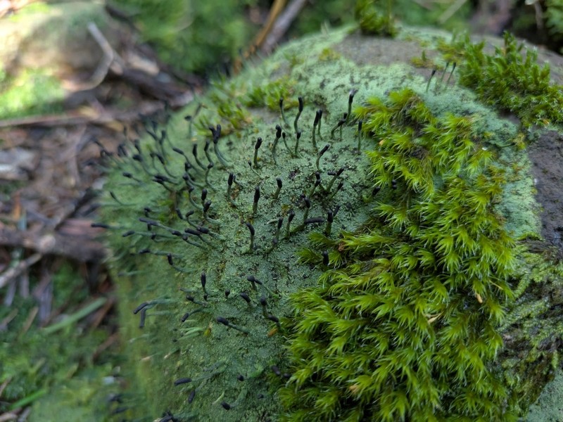 Nail Lichen photo 8