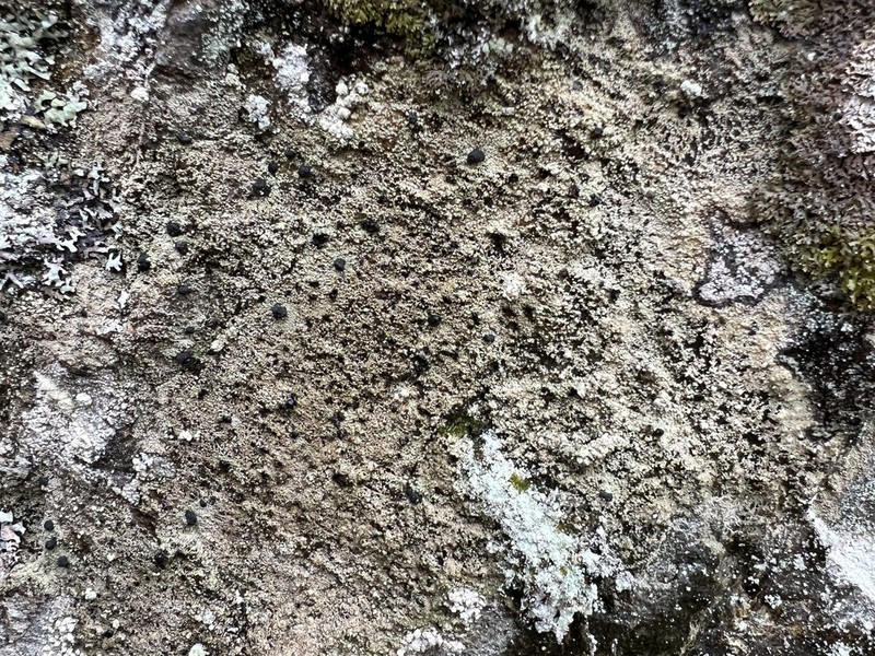 Pilophorus dovrensis