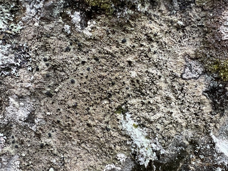 Pilophorus dovrensis photo 2