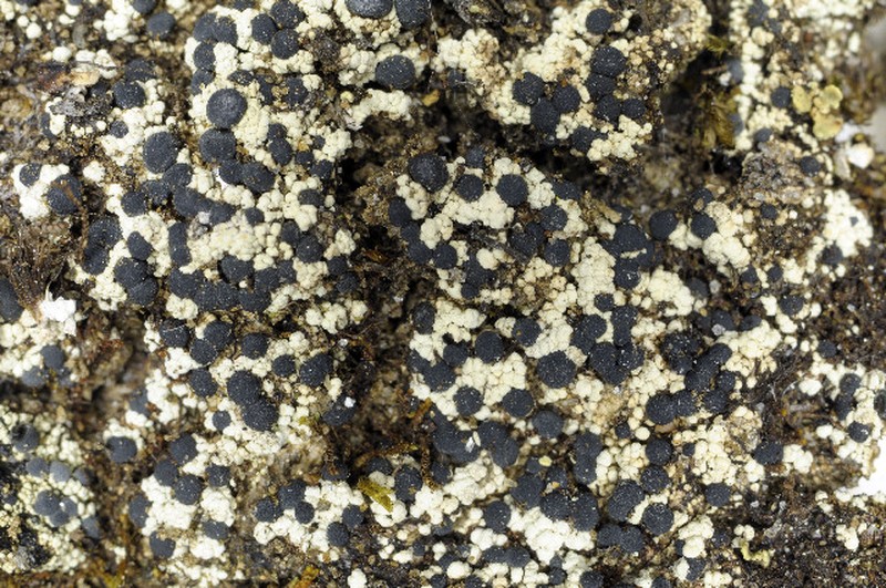 Pilophorus dovrensis photo 3
