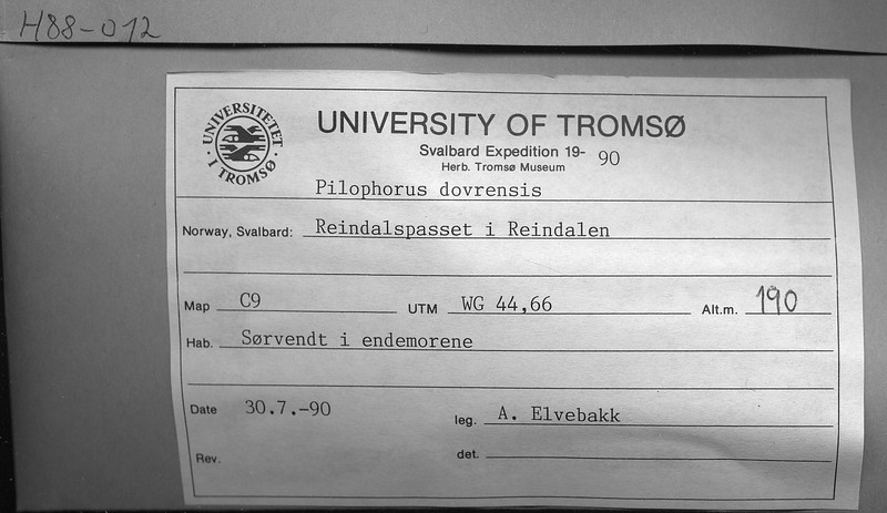 Pilophorus dovrensis photo 4