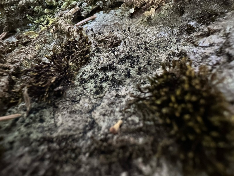 Nail Lichen
