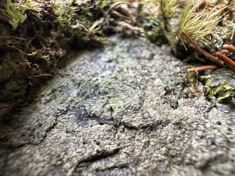 Nail Lichen photo 2
