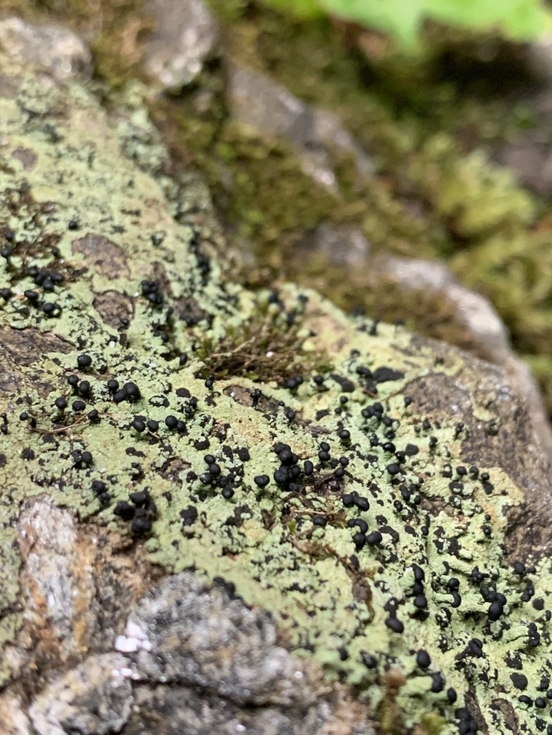 Nail Lichen photo 3