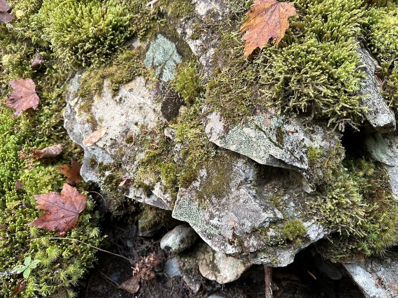Nail Lichen photo 4