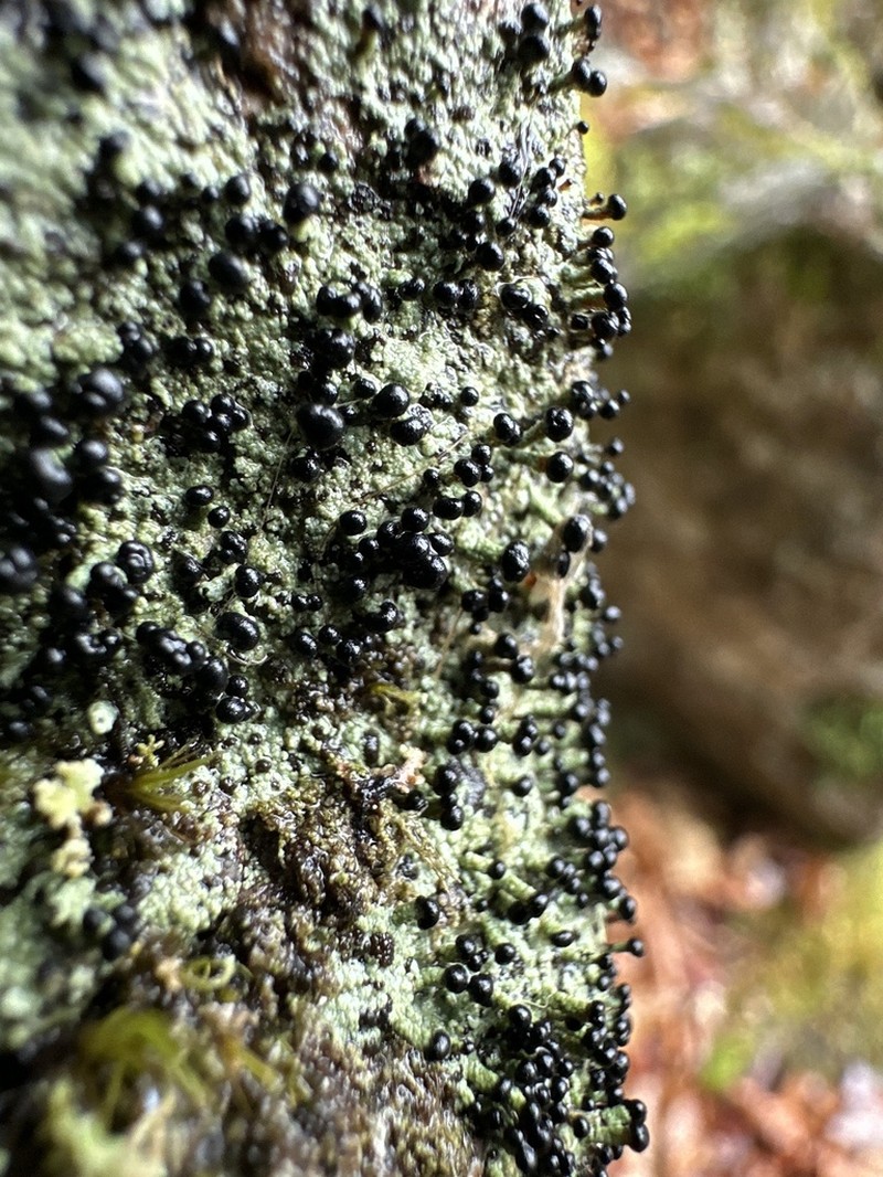 Nail Lichen photo 5