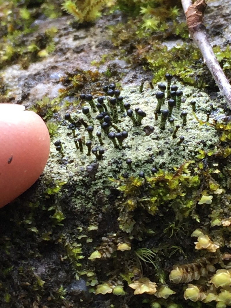 Nail Lichen photo 6