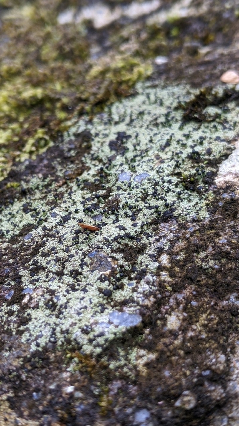 Nail Lichen photo 7