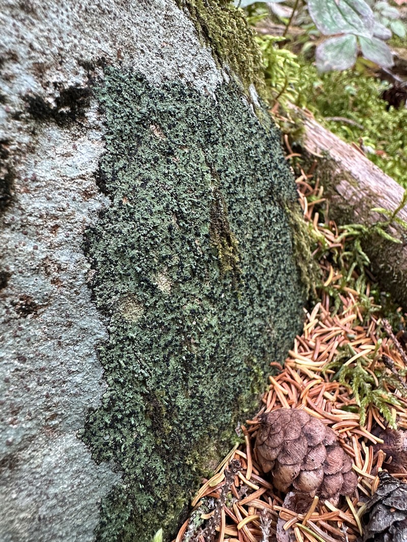Nail Lichen photo 8
