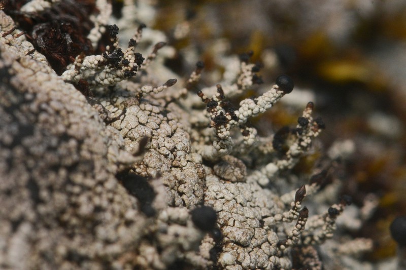 Nail Lichen