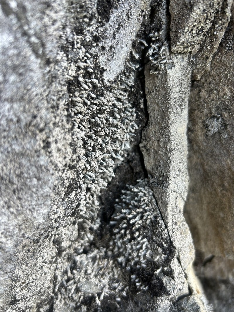 Nail Lichen photo 2