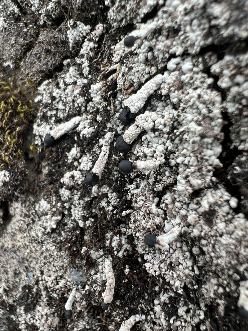 Nail Lichen photo 3