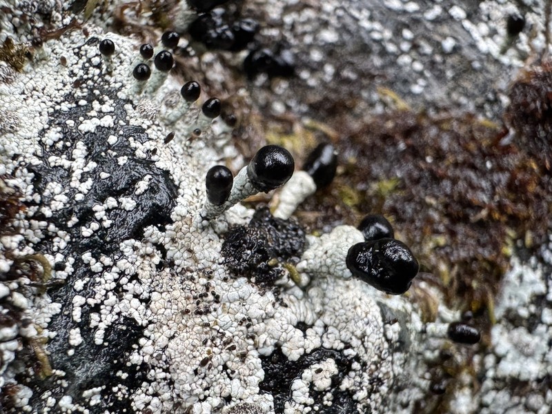 Nail Lichen photo 4