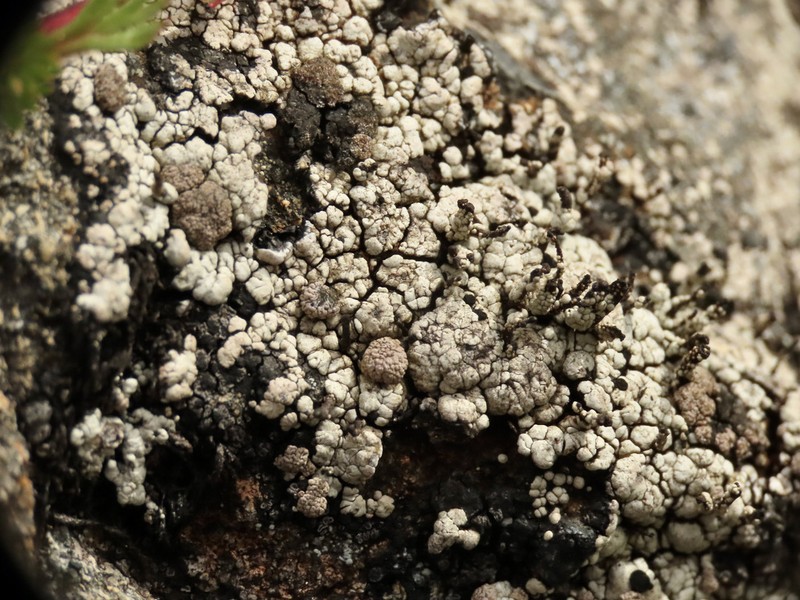 Nail Lichen photo 5